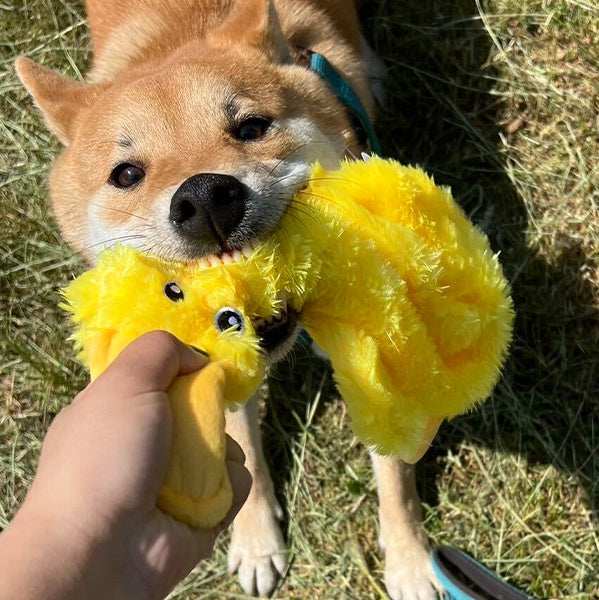 Dog squeak duck without stuffing plush