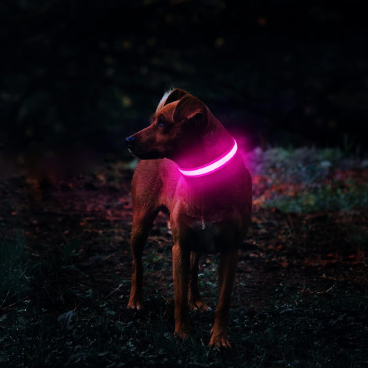 Rechargeable Glow LED Dog Collar