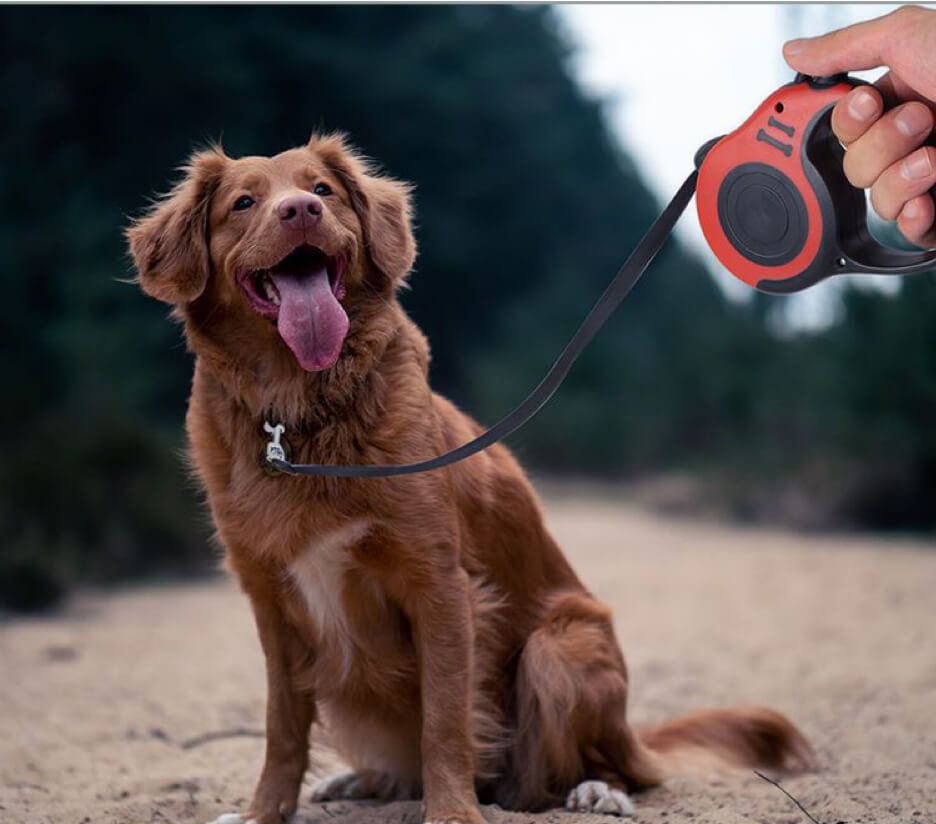 Retractable Dog Leash