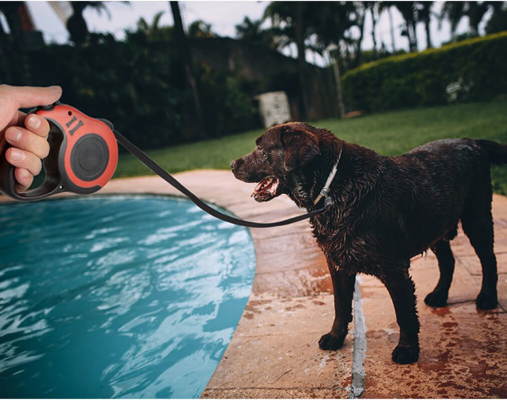 Retractable Dog Leash