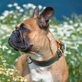 Load image into Gallery viewer, Customizable Padded Pet Collar
