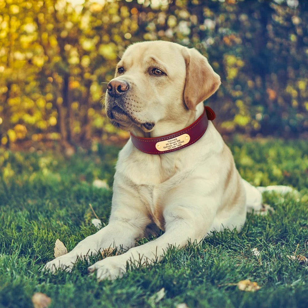 Customizable Padded Pet Collar