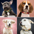 Load image into Gallery viewer, Customizable Padded Pet Collar
