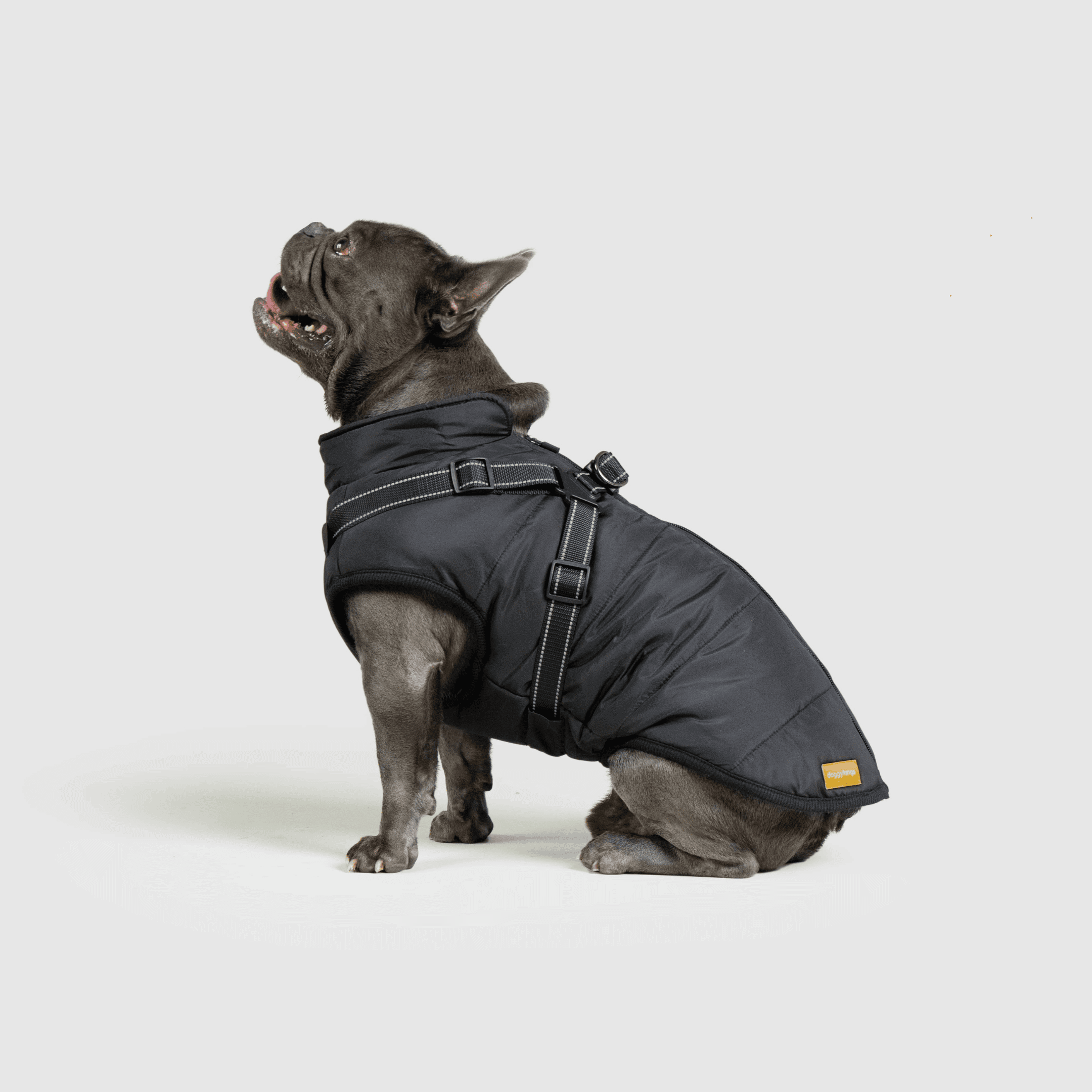 Dog Jacket