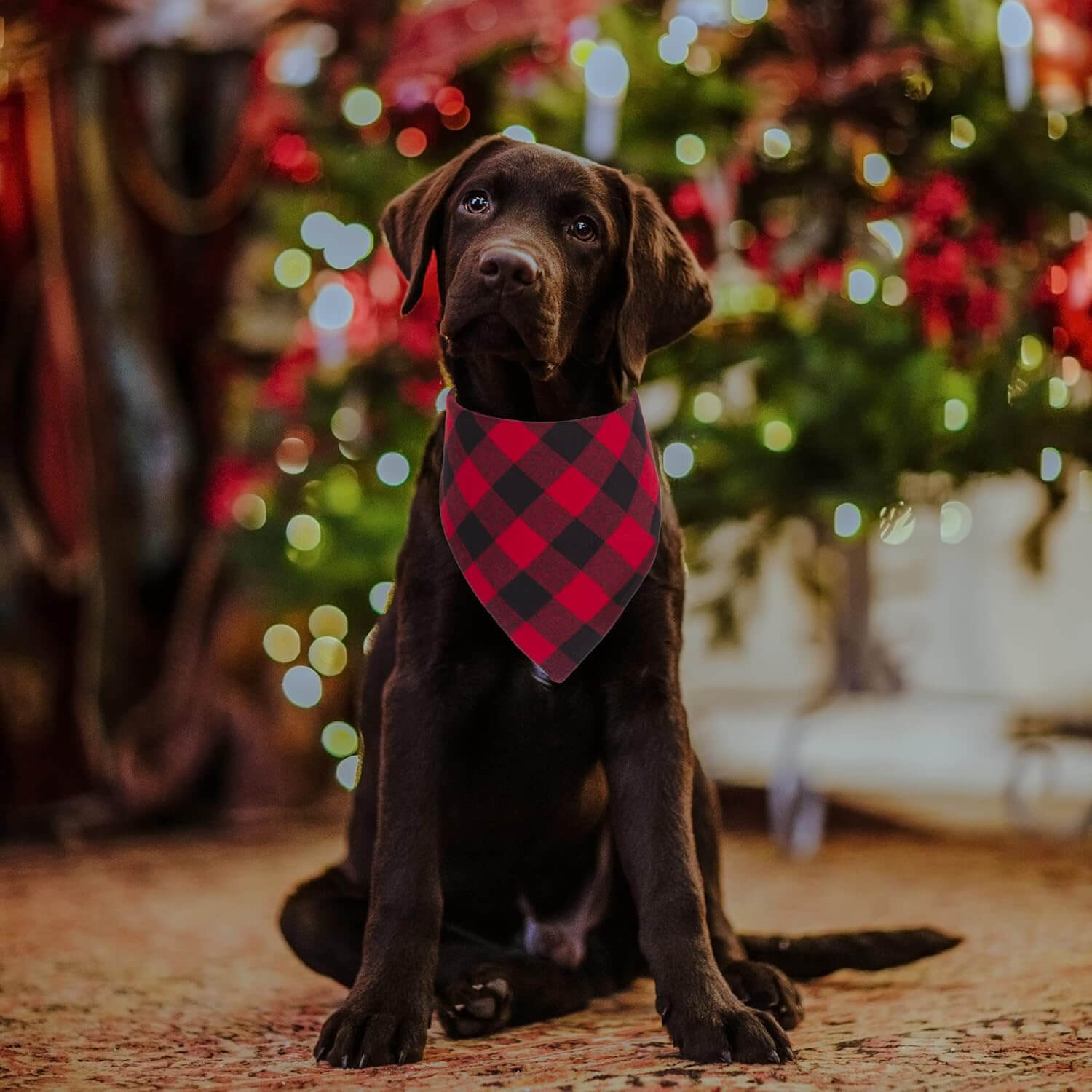 Dog Bandanas 2 Pack