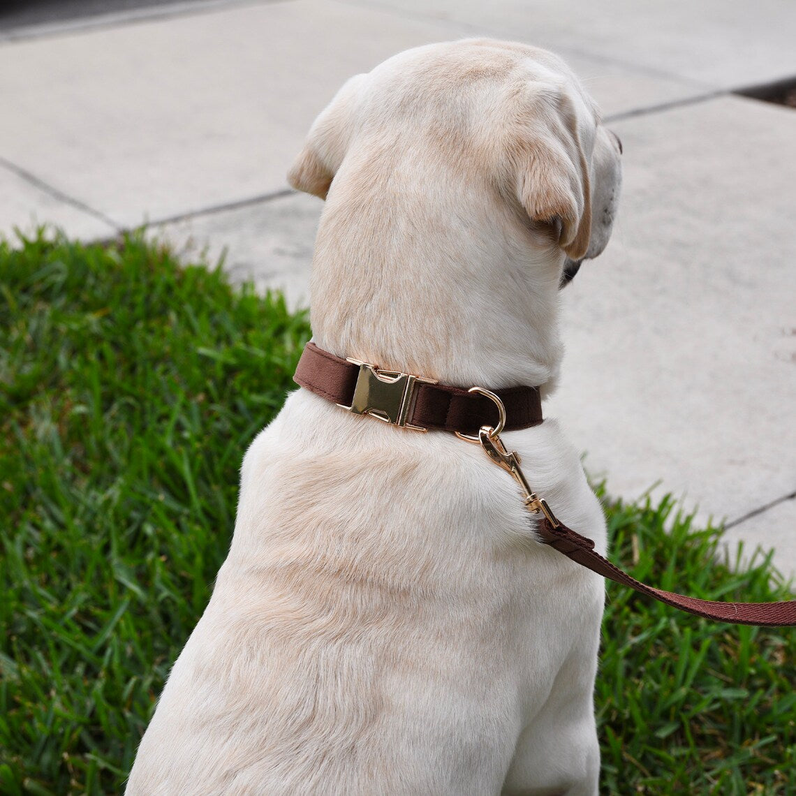 Multiple colour velvet personalised dog collar accessories