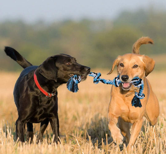 Safe dog chew rope toy set